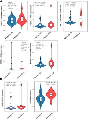 METTL16 regulates m6A methylation on chronic hepatitis B associated gene HLA-DPB1 involved in liver fibrosis